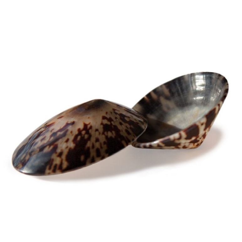 coquillage d'allaitement 100% naturel - accessoire maternité indispensable - parfait pour l'allaitement - haut de gamme - naturel et artisanal - ma Graine de Cigogne